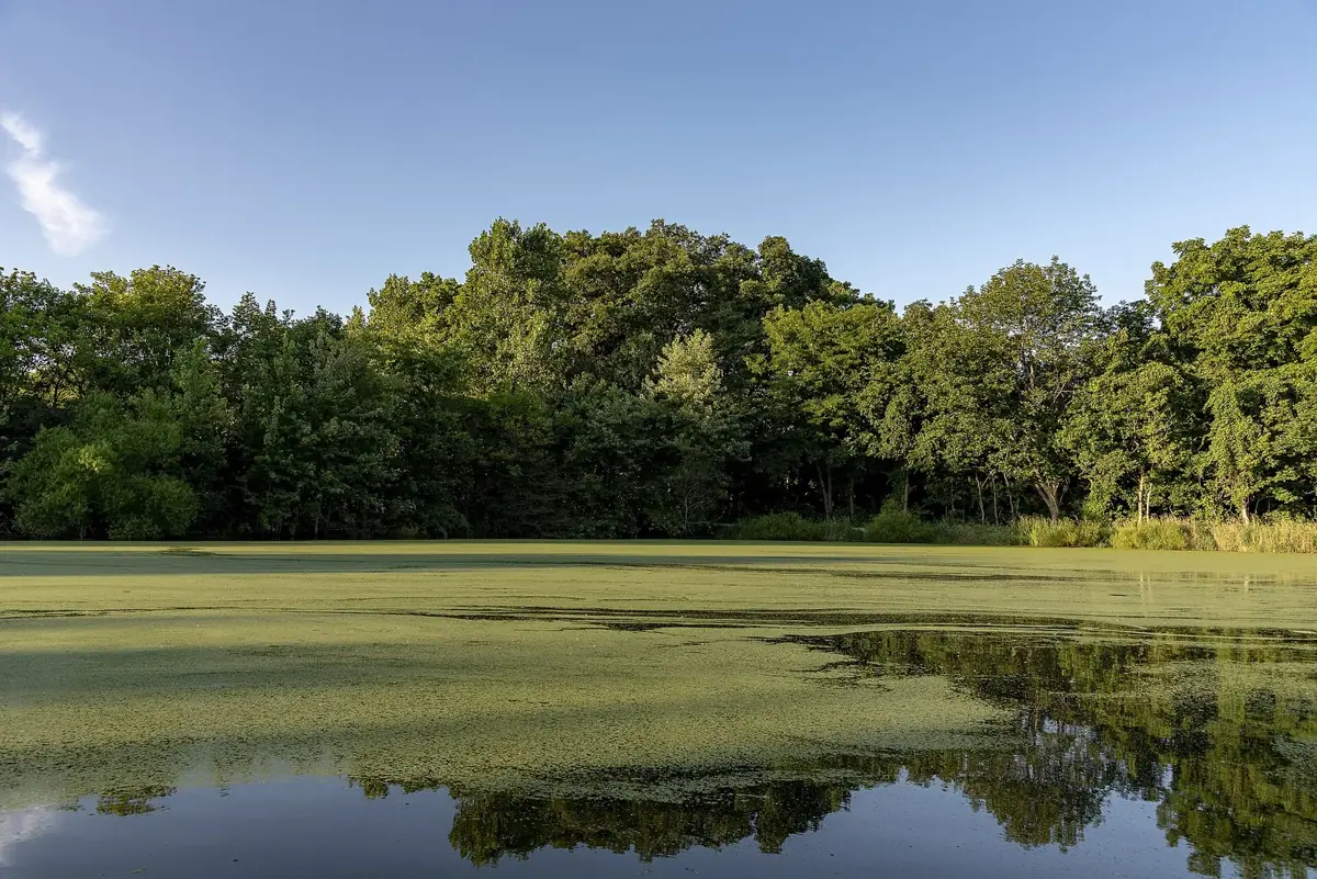 Hickory picnic area pond, Scioto Grove Metro Park, Ohio